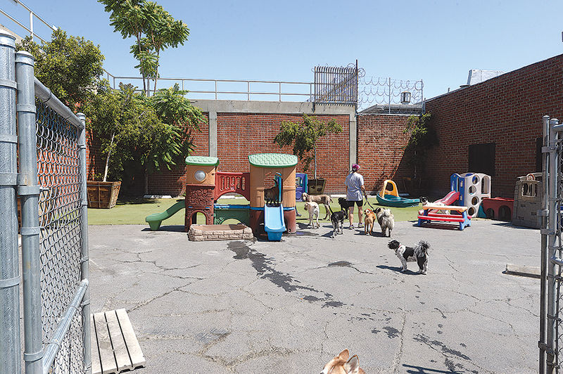 Downtown Pet Week: 30 Shops, Events, Services and More Every Animal Lover Should Know